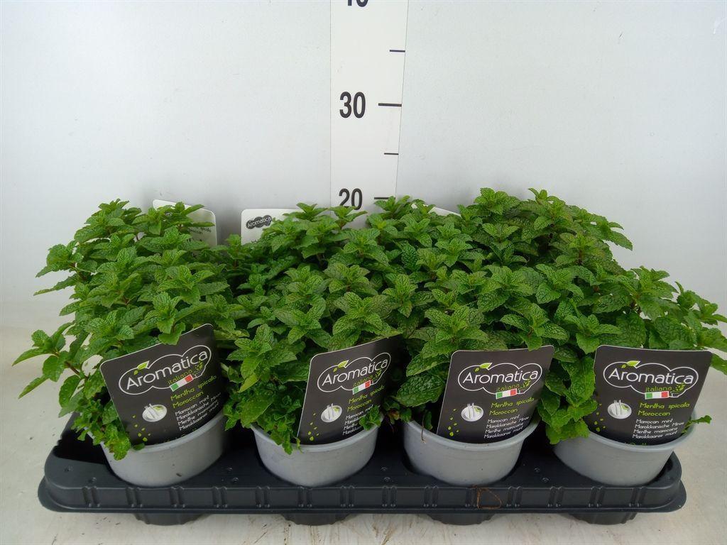 Горшечные цветы и растения оптом Mentha Spicata от 8шт из Голландии с доставкой по России