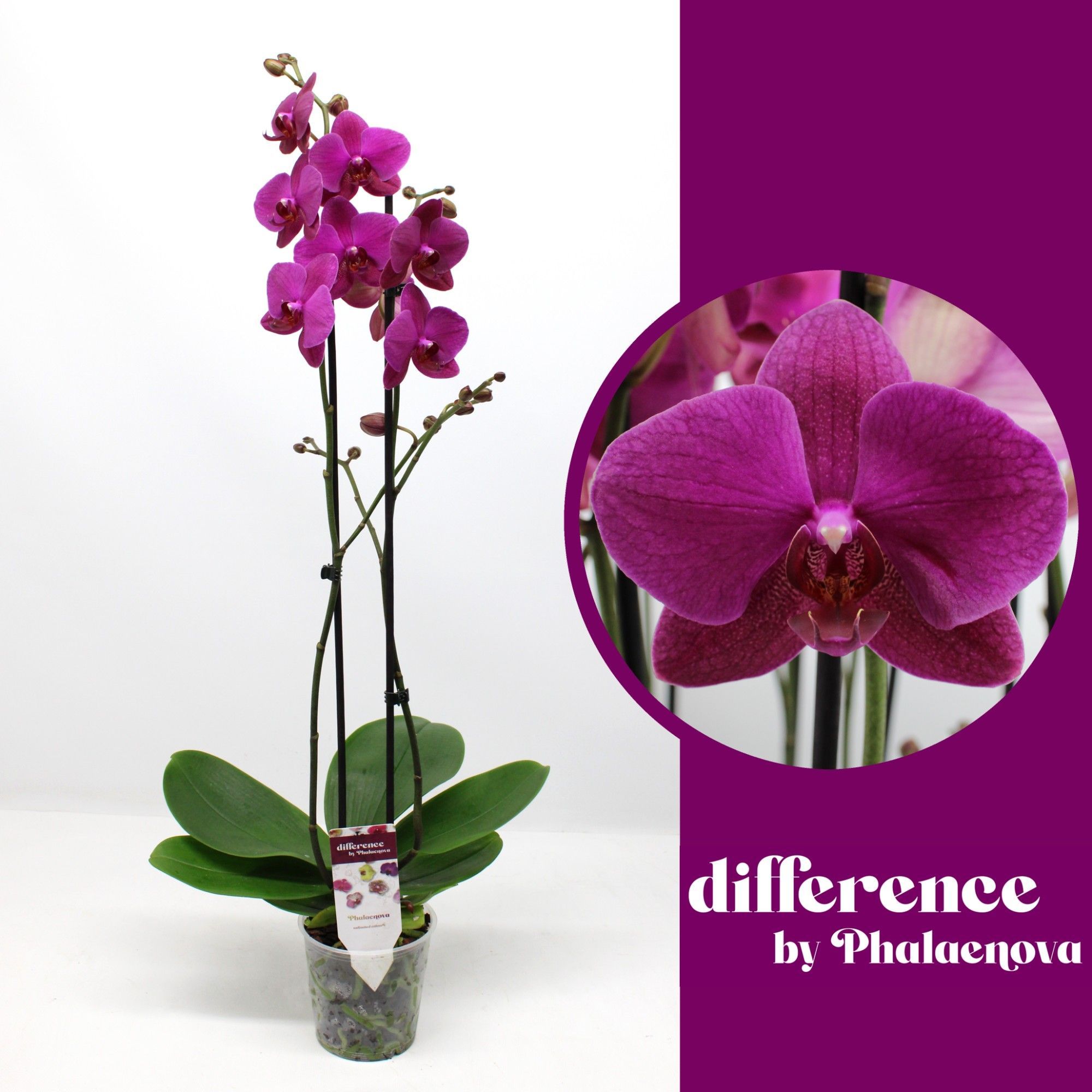 Горшечные цветы и растения оптом Phal 2st Vivaldi 18+ (phalaenova) от 10шт из Голландии с доставкой по России