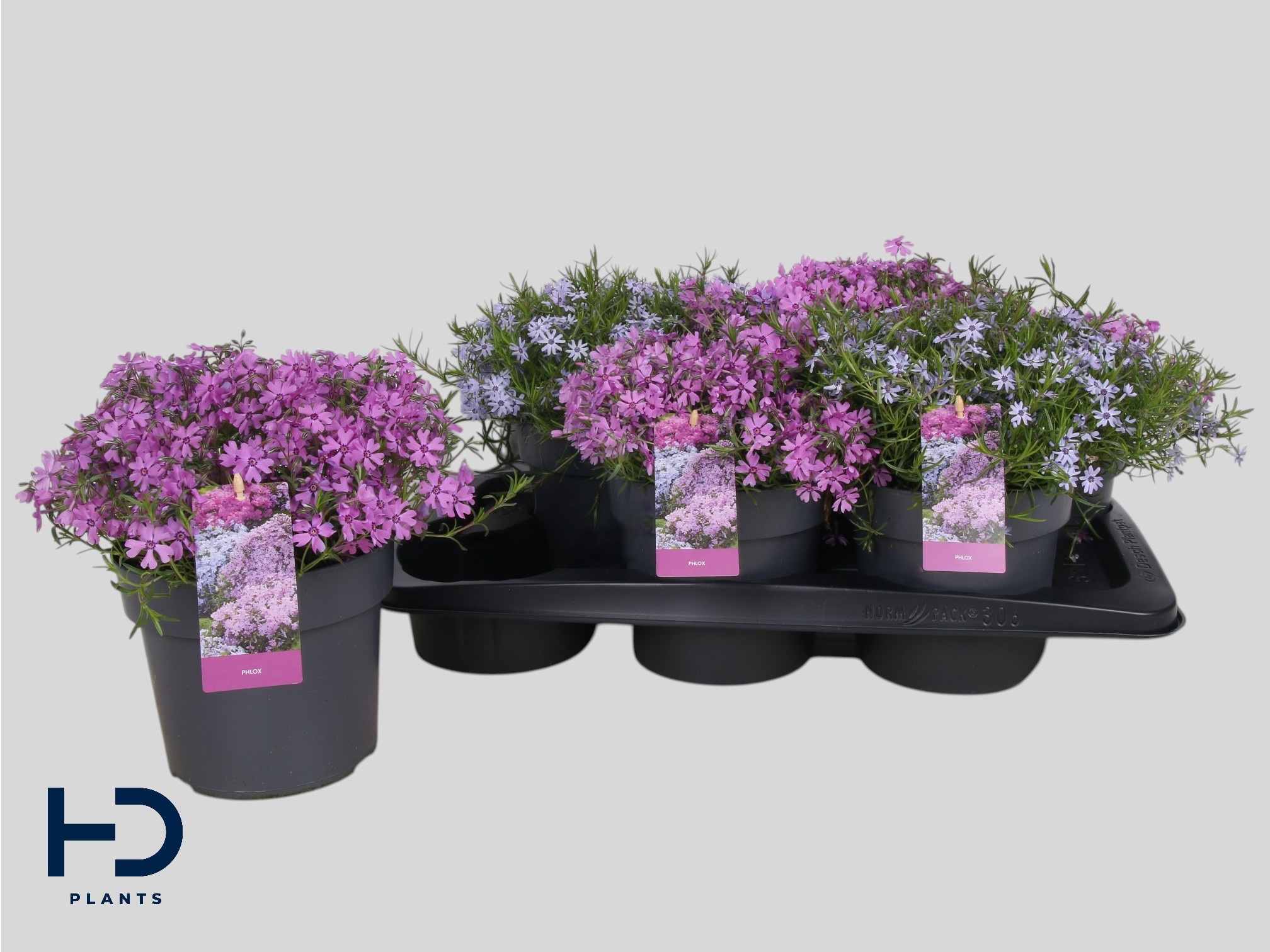 Горшечные цветы и растения оптом Phlox Subulata от 6шт из Голландии с доставкой по России
