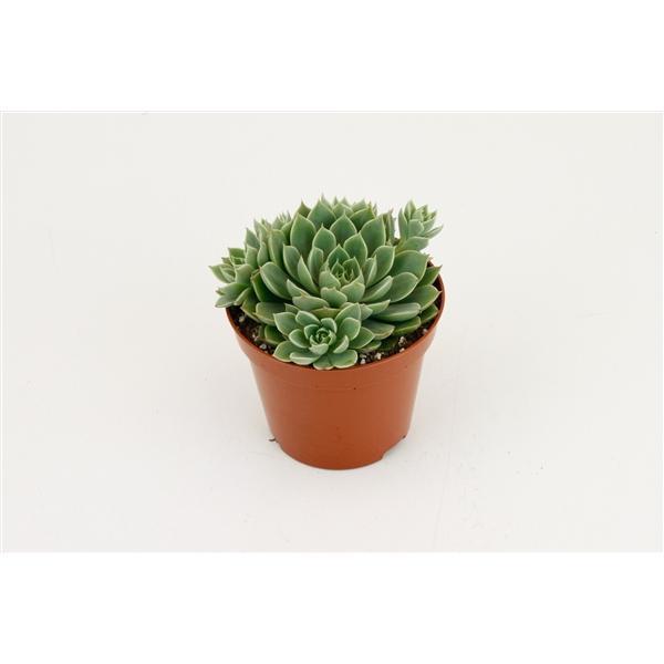 Горшечные цветы и растения оптом Echevieria Scorpio от 18шт (для телеги) из Голландии с доставкой по России