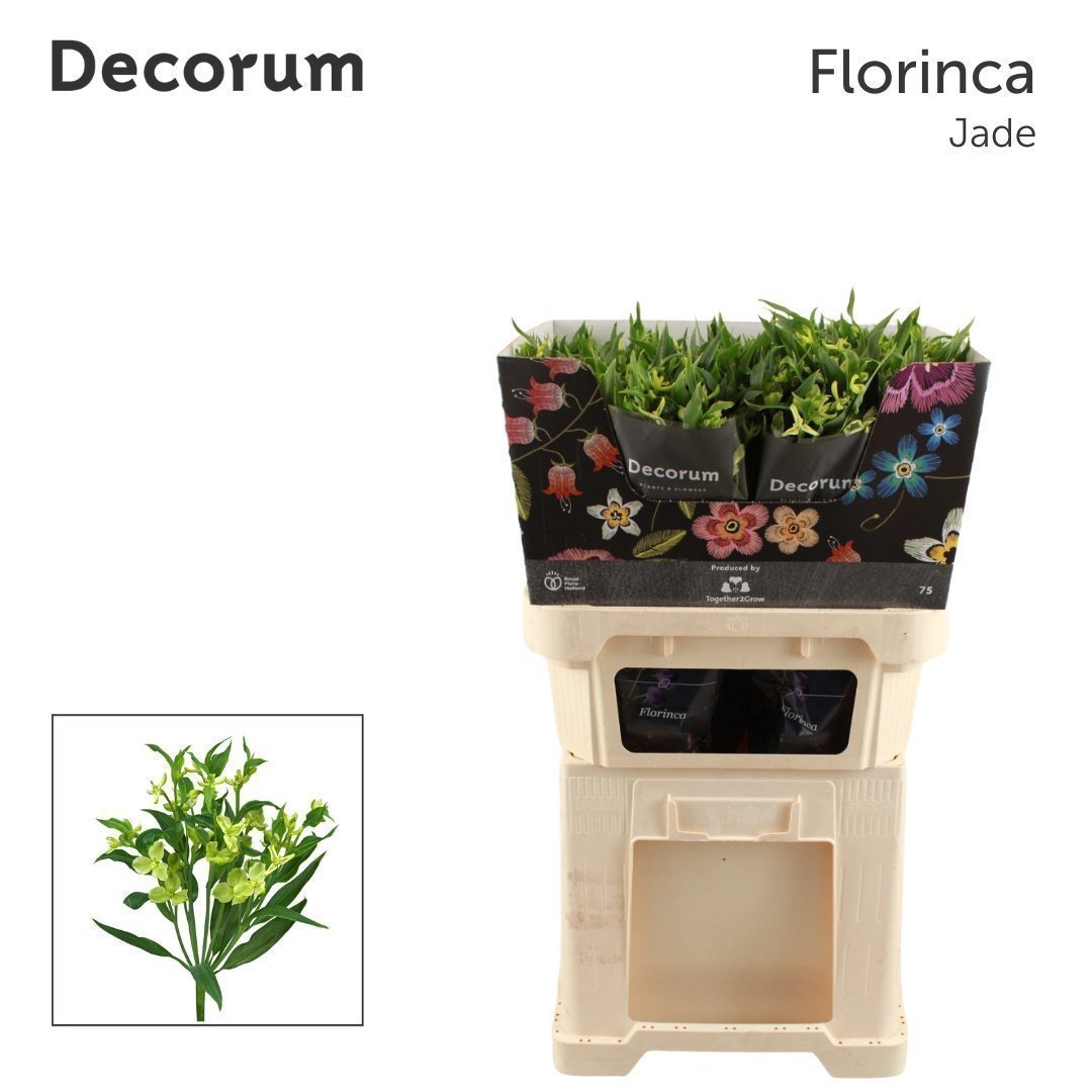 Срезанные цветы оптом Alstroemeria fl jade от 50шт из Голландии с доставкой по России