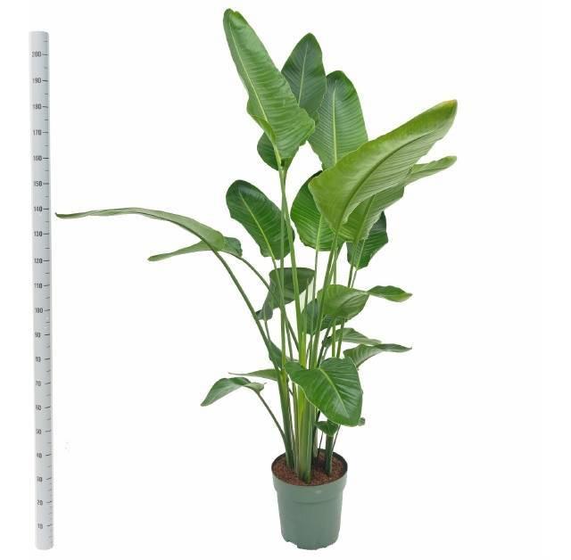 Горшечные цветы и растения оптом Strelitzia Nicolai от 1шт из Голландии с доставкой по России Горшечные цветы и растения оптом Strelitzia Nicolai от 1шт из Голландии с доставкой по России