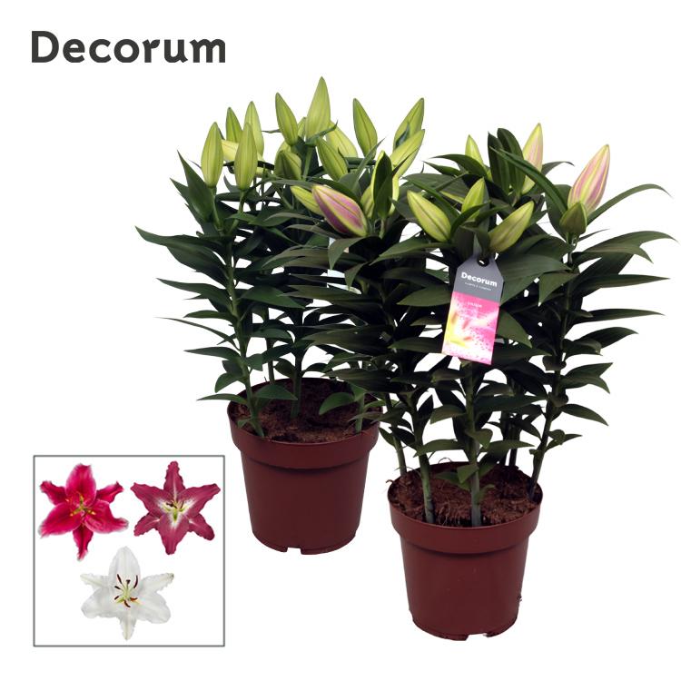 Горшечные цветы и растения оптом Lilium Or Special Mix 5pp (decorum) от 5шт из Голландии с доставкой по России