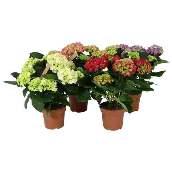 Горшечные цветы и растения оптом Hydrangea Ma Mix 5+ от 6шт из Голландии с доставкой по России