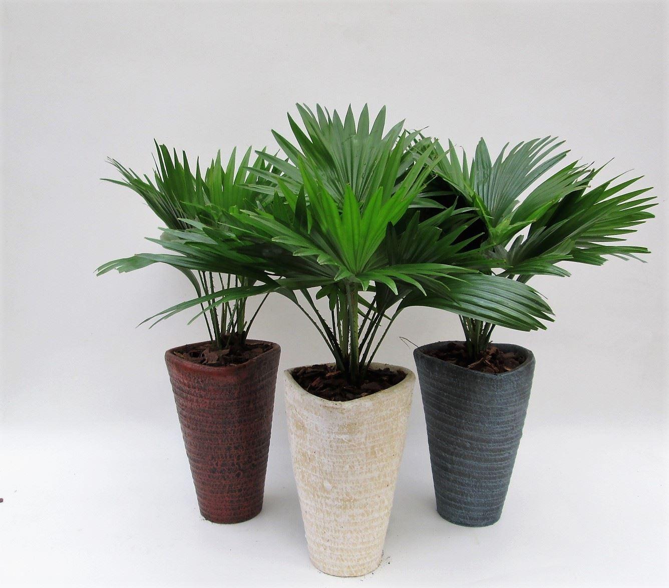 Горшечные цветы и растения оптом Livistona Rotundifolia от 3шт из Голландии с доставкой по России