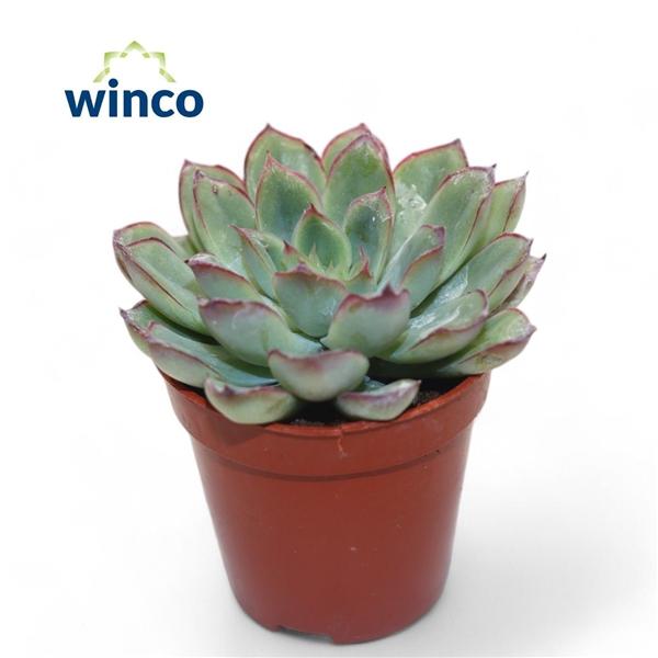 Горшечные цветы и растения оптом Echeveria Rondo от 20шт (для телеги) из Голландии с доставкой по России