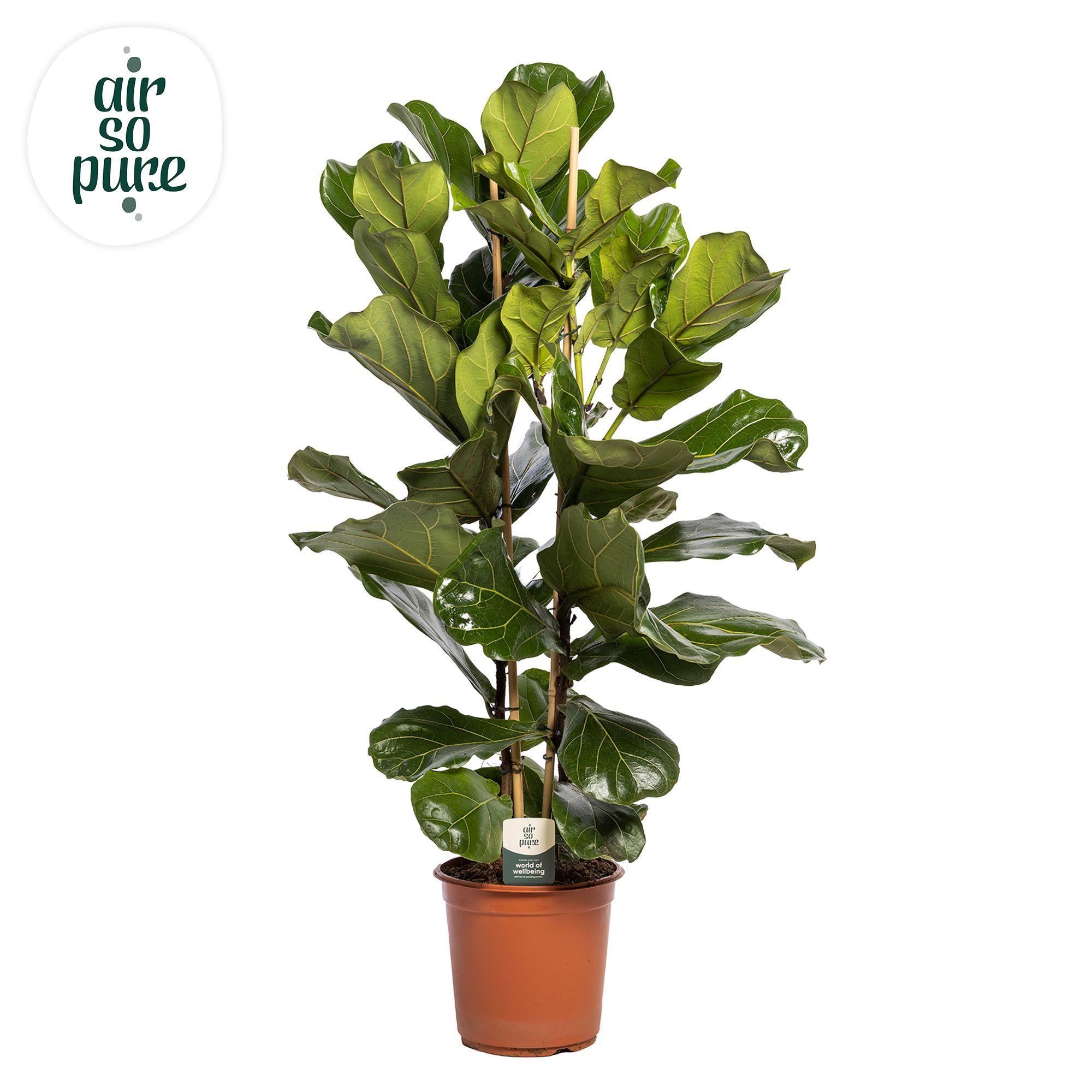 Горшечные цветы и растения оптом Ficus Lyrata 2pp (air So Pure) от 1шт из Голландии с доставкой по России