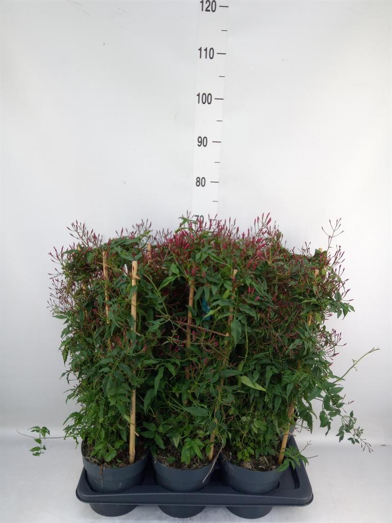 Горшечные цветы и растения оптом Jasminum Polyanthum   ...rose от 6шт из Голландии с доставкой по России