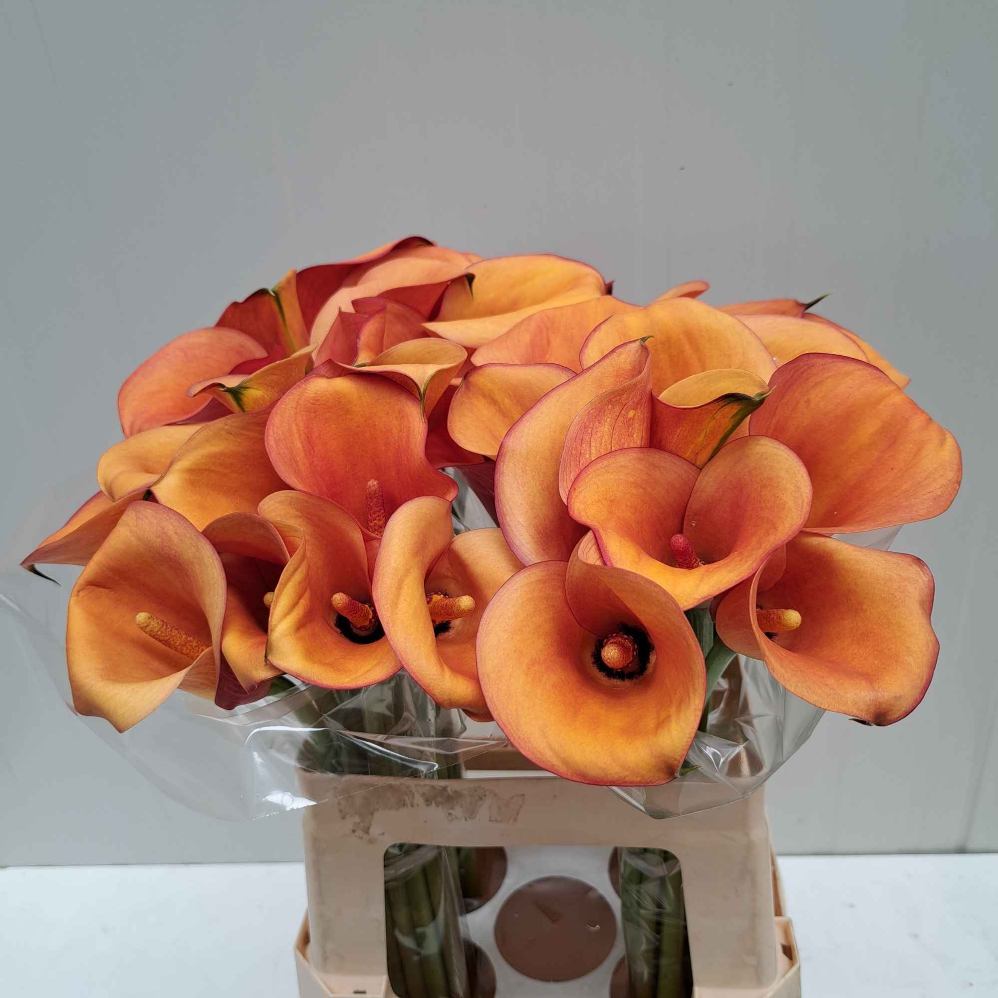 Срезанные цветы оптом Zantedeschia solero art от 40шт из Голландии с доставкой по России
