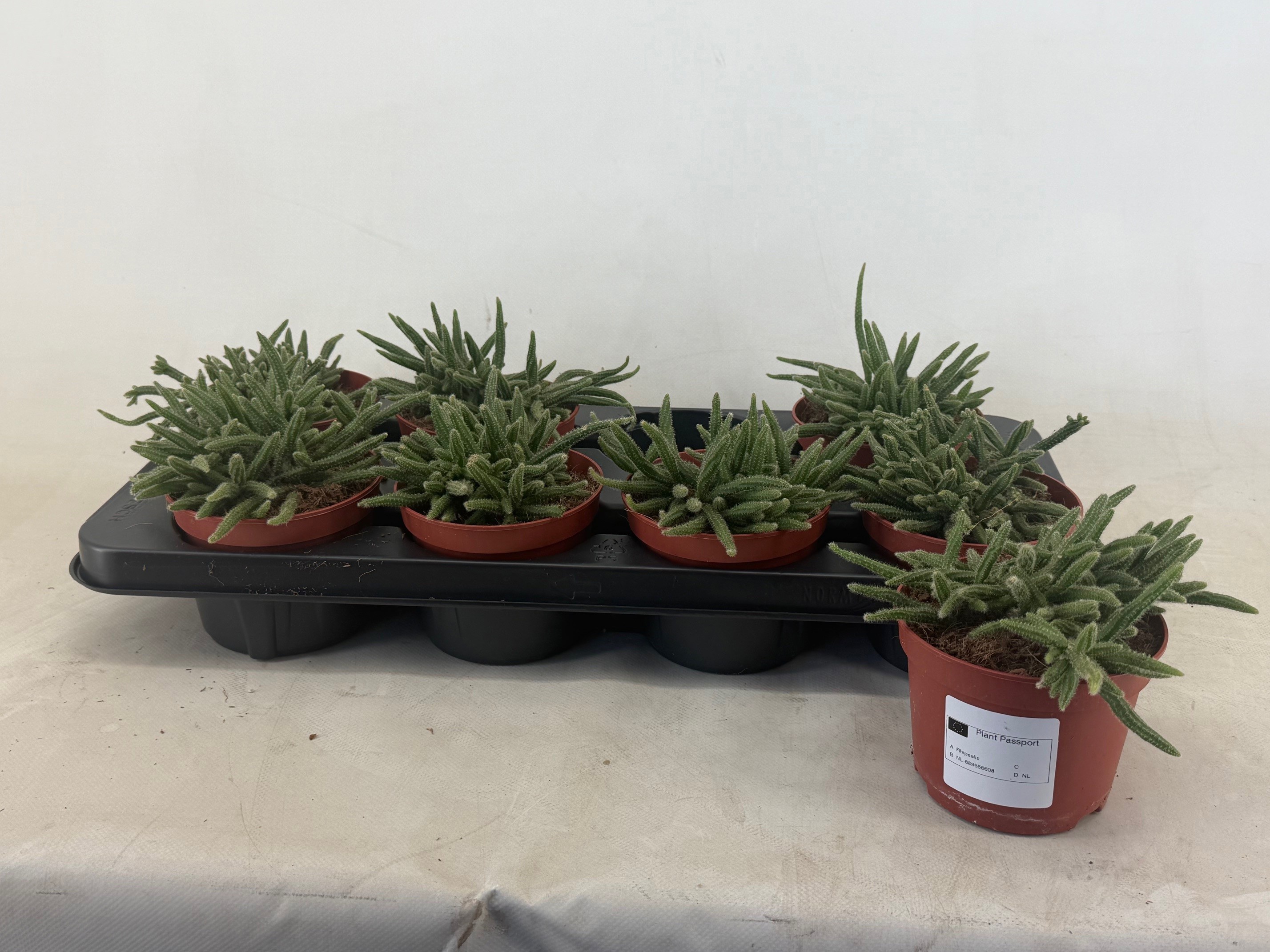 Горшечные цветы и растения оптом Rhipsalis Baccifera от 8шт из Голландии с доставкой по России