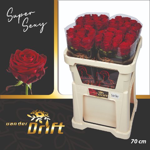 Срезанные цветы оптом Rosa large red naomi! Drift от 40шт. из Голландии с доставкой по России