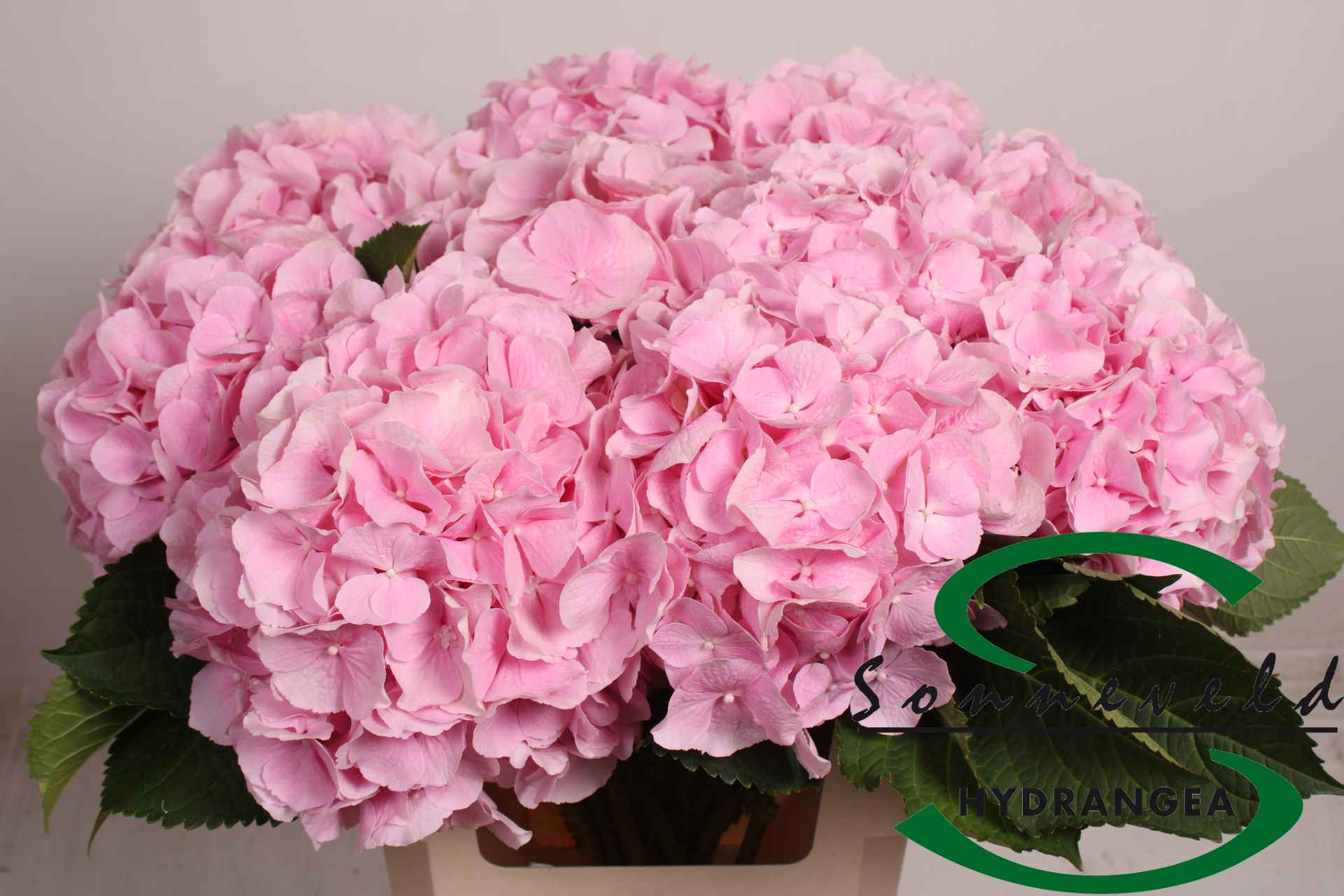 Срезанные цветы оптом Hydrangea verena jumbo от 10шт из Голландии с доставкой по России