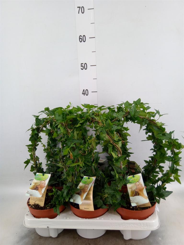 Горшечные цветы и растения оптом Hedera   ...green Leafed от 6шт из Голландии с доставкой по России