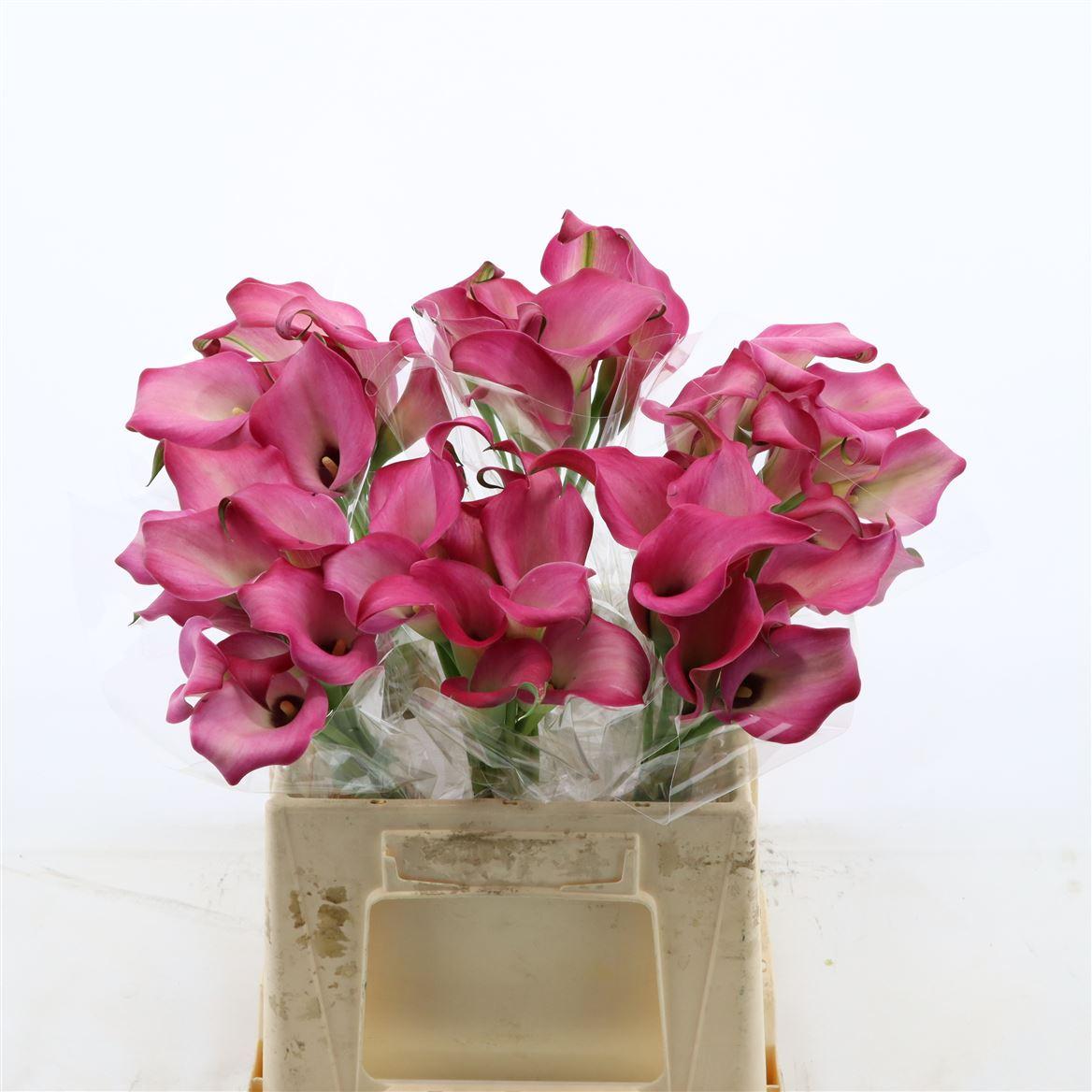 Срезанные цветы оптом Zantedeschia zazu от 60шт из Голландии с доставкой по России