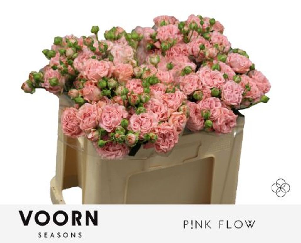 Срезанные цветы оптом Rosa spray pink flow от 30шт из Голландии с доставкой по России
