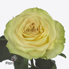 Срезанные цветы оптом Rosa ec dynamic от 40шт из Голландии с доставкой по России