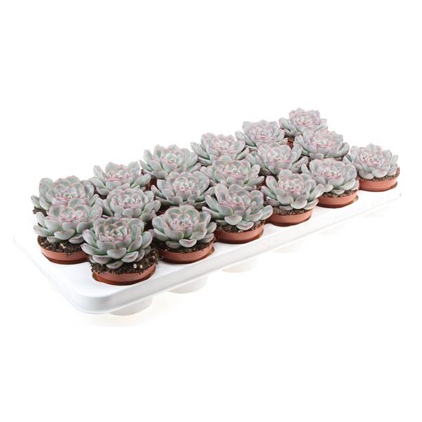 Горшечные цветы и растения оптом Echeveria Mystery от 18шт (для телеги) из Голландии с доставкой по России