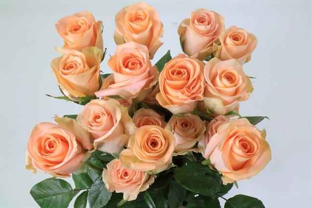 Срезанные цветы оптом Rosa ec tiffany от 300шт из Голландии с доставкой по России
