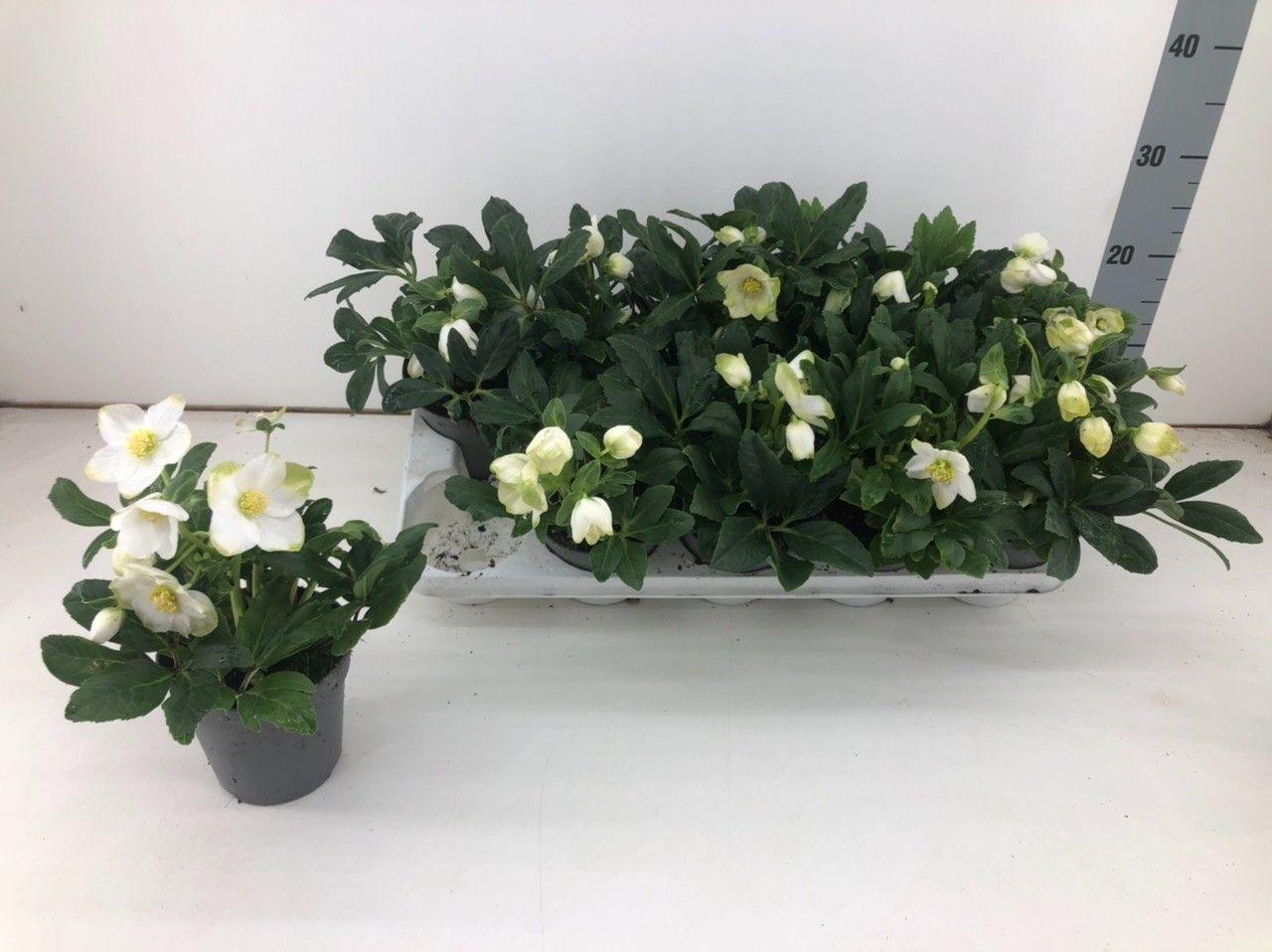 Горшечные цветы и растения оптом Helleborus Niger от 15шт из Голландии с доставкой по России