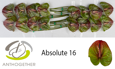 Срезанные цветы оптом Anthurium absolute 322 от 16шт из Голландии с доставкой по России