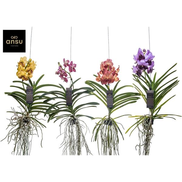 Горшечные цветы и растения оптом Vanda Special Pink/brown от 6шт из Голландии с доставкой по России