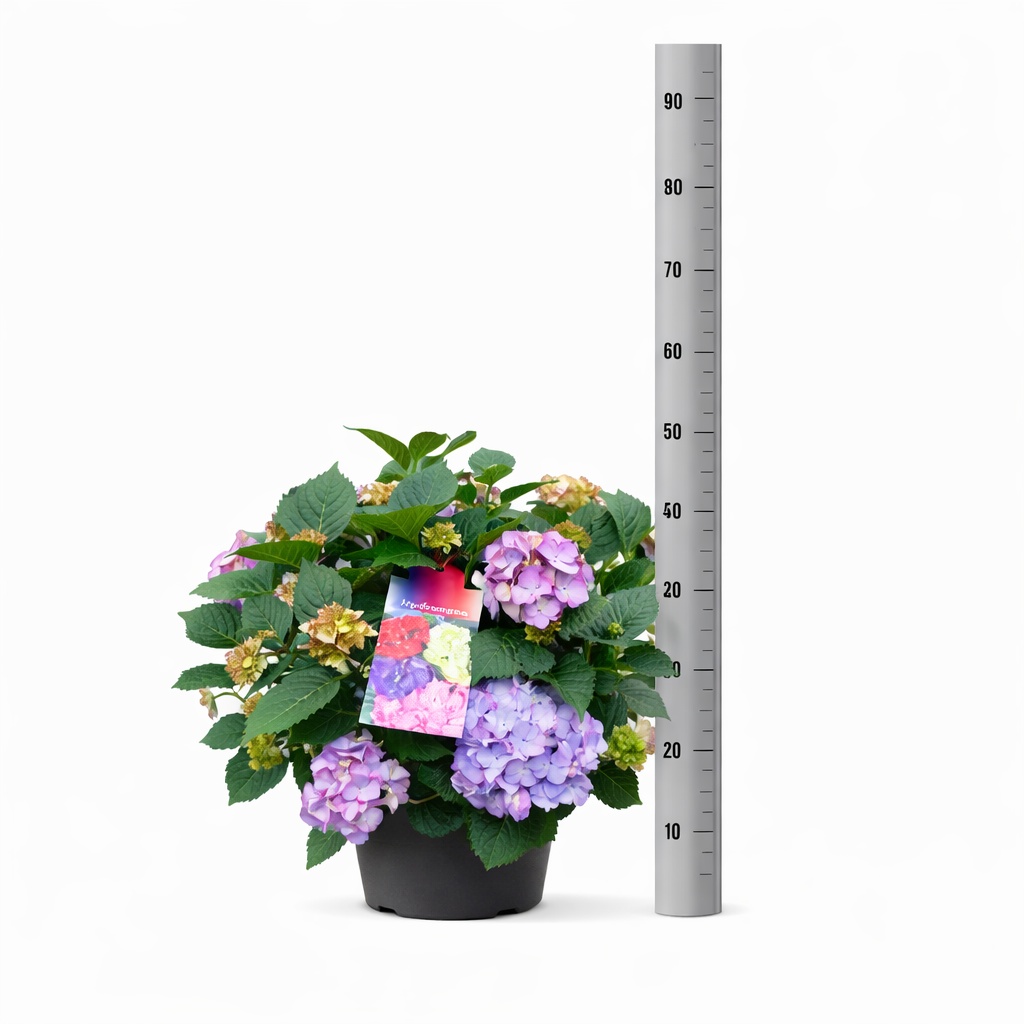 Горшечные цветы и растения оптом Hydr M Hi River от 1шт из Голландии с доставкой по России