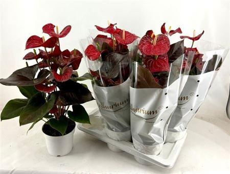 Горшечные цветы и растения оптом Anthu A Coral Champi 7+ от 6шт из Голландии с доставкой по России