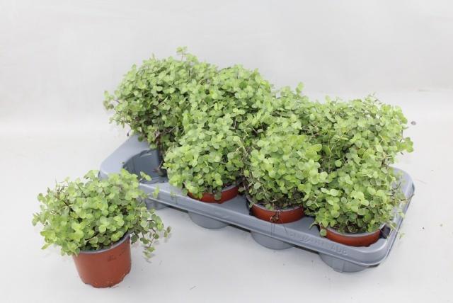 Горшечные цветы и растения оптом Callisia Repens от 8шт из Голландии с доставкой по России