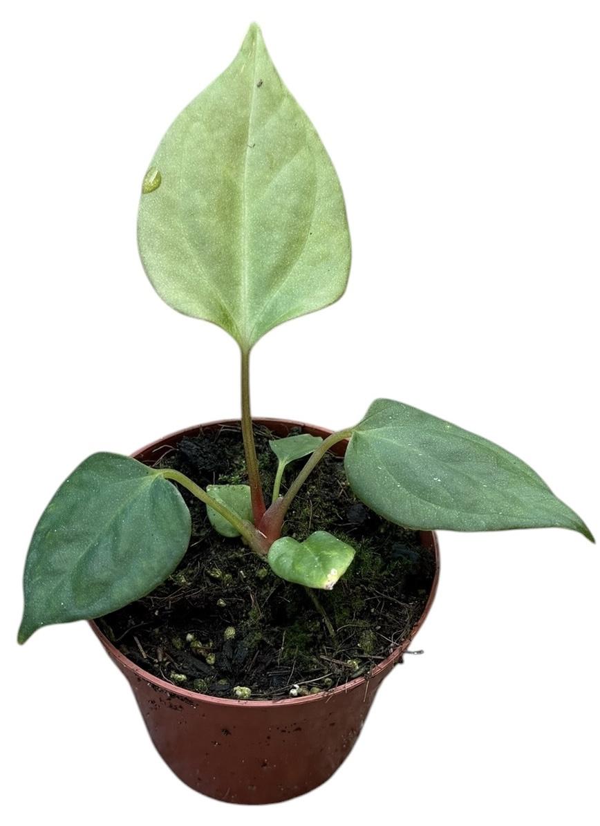 Горшечные цветы и растения оптом Anthurium Portillae от 1шт (для телеги) из Голландии с доставкой по России