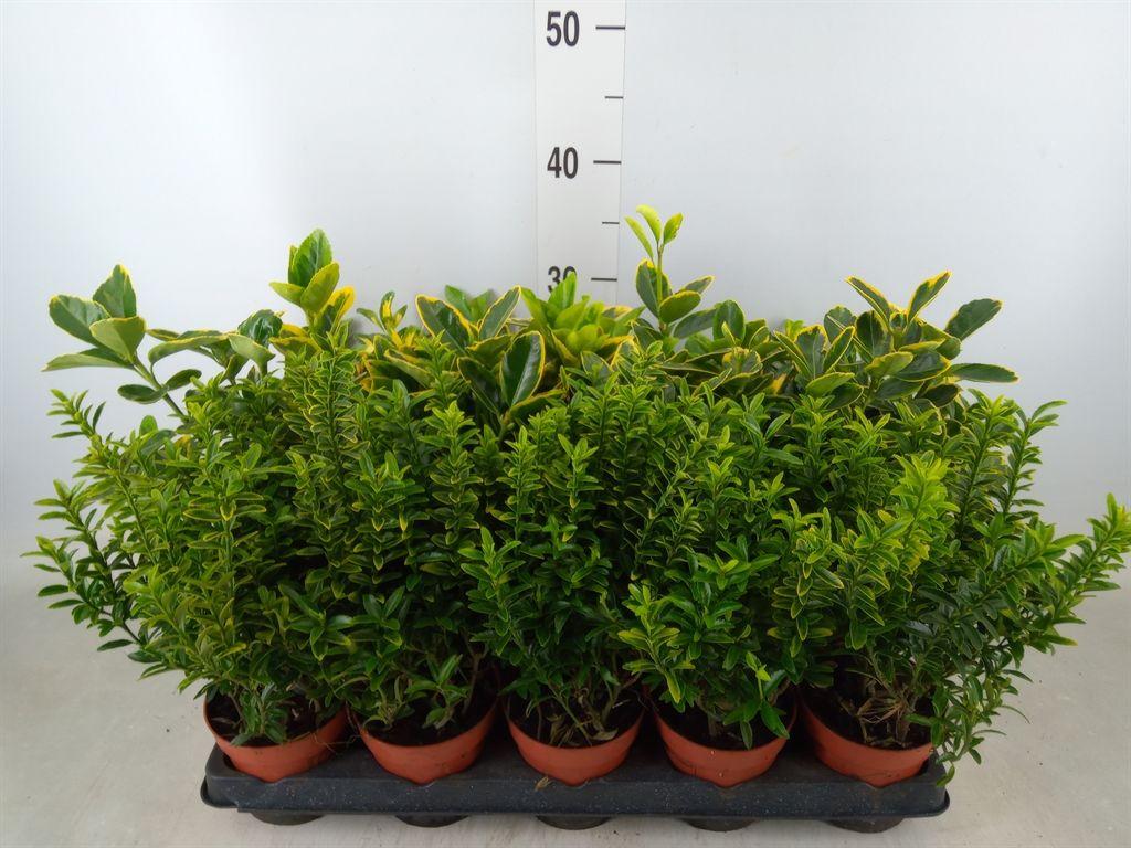 Горшечные цветы и растения оптом Euonymus Japon.   ...mix от 15шт из Голландии с доставкой по России