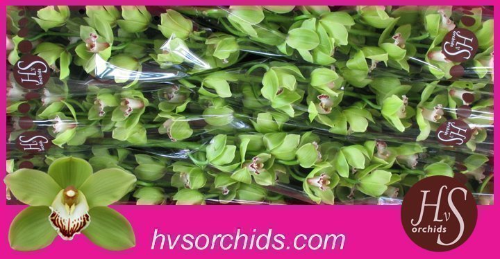 Срезанные цветы оптом Cymbidium green ovation emerald от 6шт из Голландии с доставкой по России