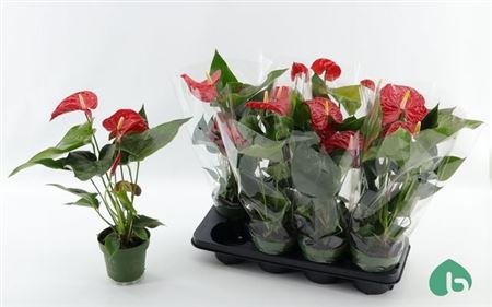 Горшечные цветы и растения оптом Anthu An Madural 3-4++ от 8шт из Голландии с доставкой по России