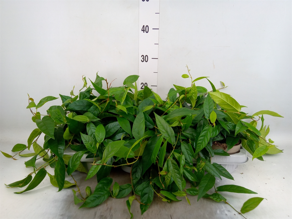 Горшечные цветы и растения оптом Ficus Sagittata от 8шт из Голландии с доставкой по России Горшечные цветы и растения оптом Ficus Sagittata от 8шт из Голландии с доставкой по России