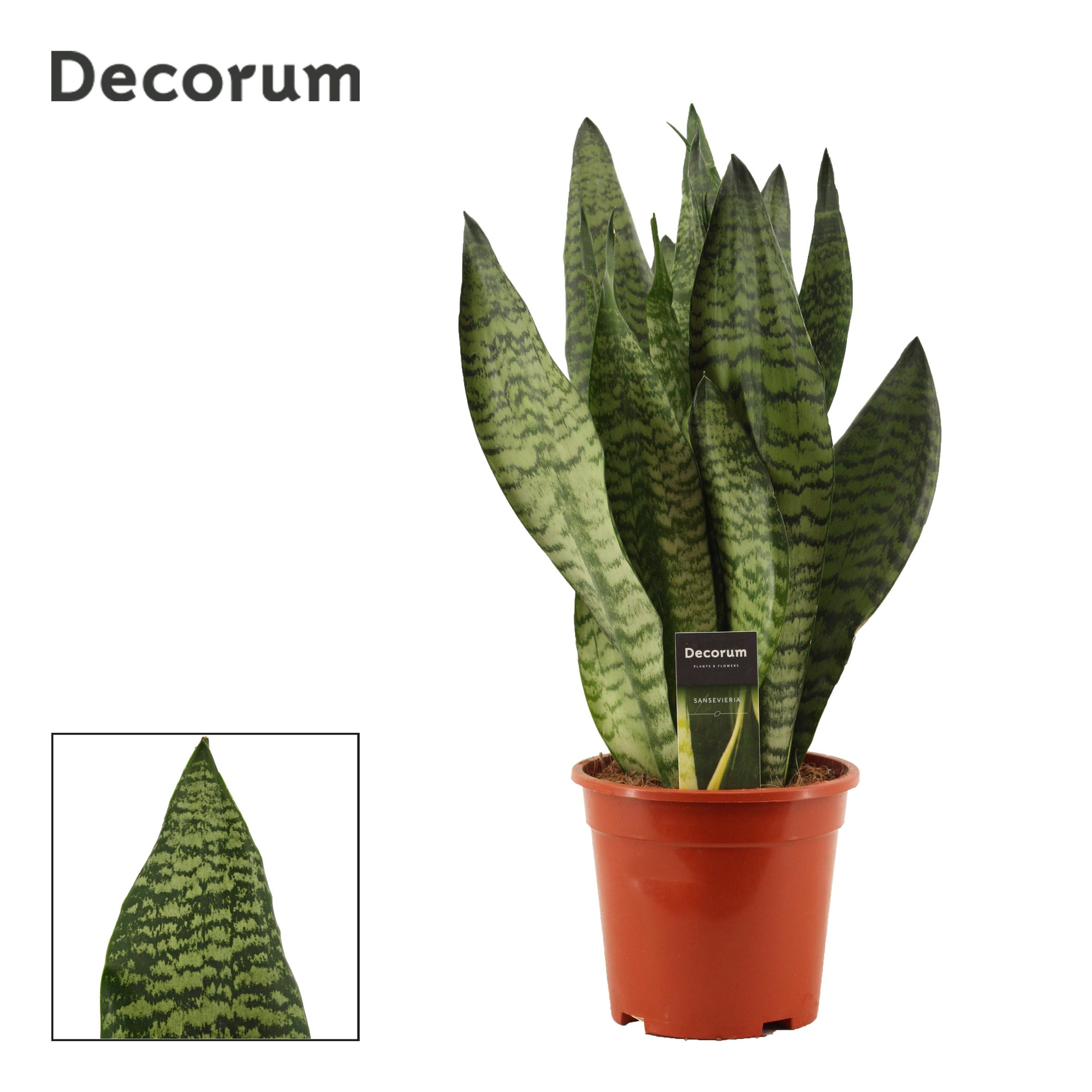 Горшечные цветы и растения оптом Sansevieria Super Green (decorum) от 4шт из Голландии с доставкой по России