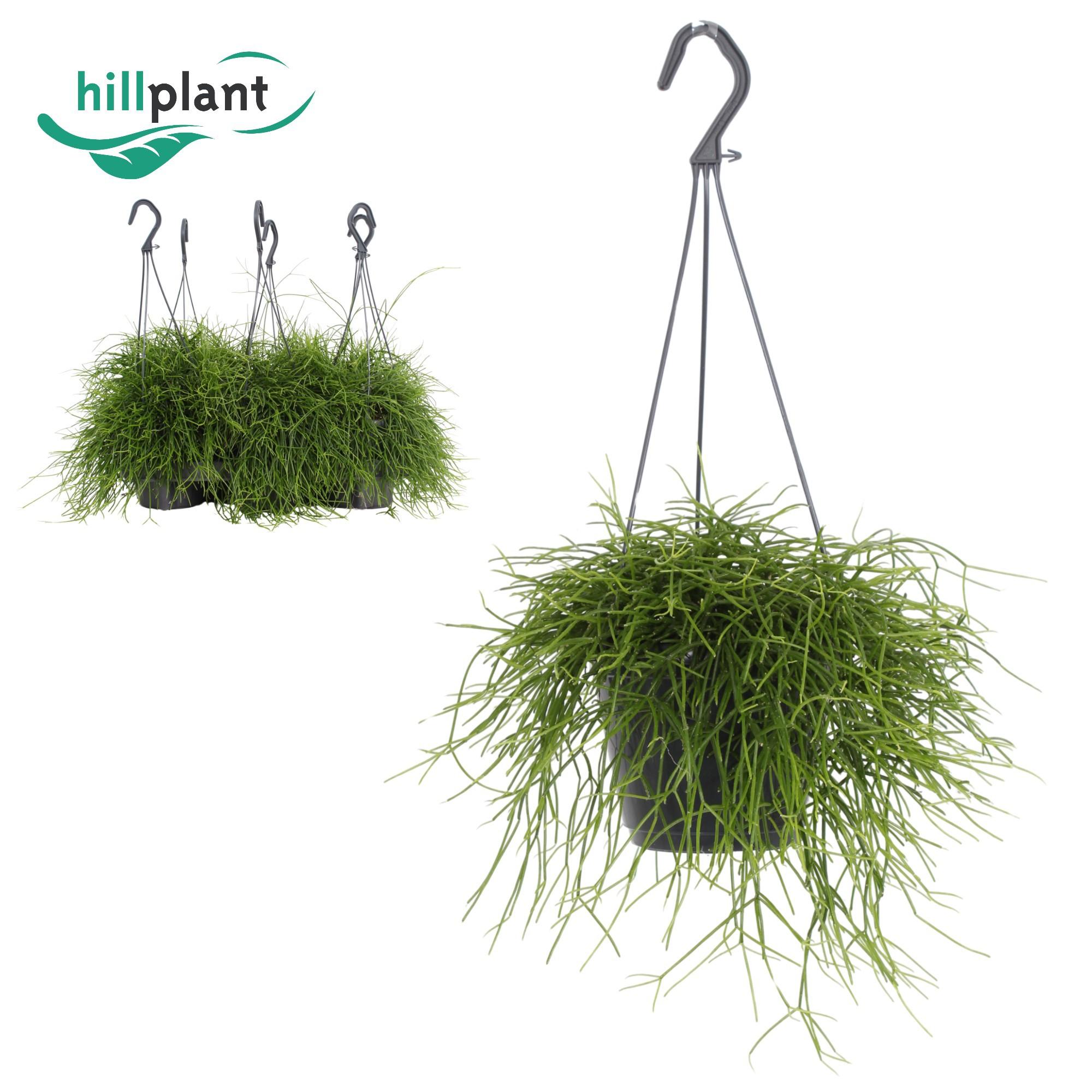 Горшечные цветы и растения оптом Rhipsalis Oasis 14cm Hanging от 6шт из Голландии с доставкой по России