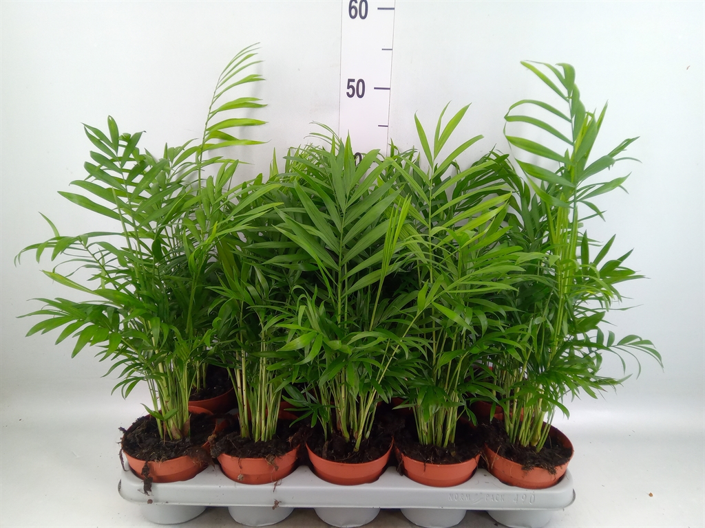 Горшечные цветы и растения оптом Chamaedorea Elegans от 10шт из Голландии с доставкой по России