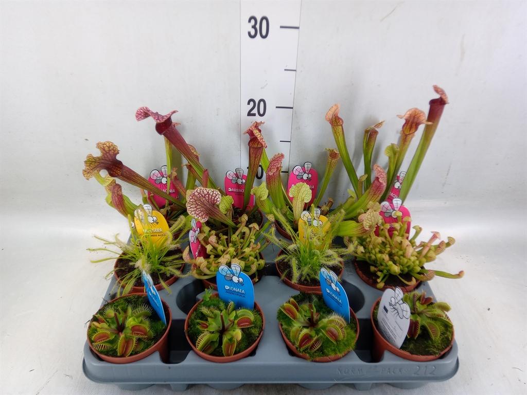 Горшечные цветы и растения оптом Vleesetende Planten от 12шт (для телеги) из Голландии с доставкой по России