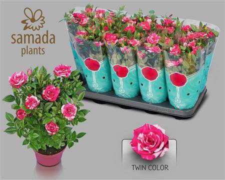 Горшечные цветы и растения оптом Ro Twin Color от 10шт из Голландии с доставкой по России