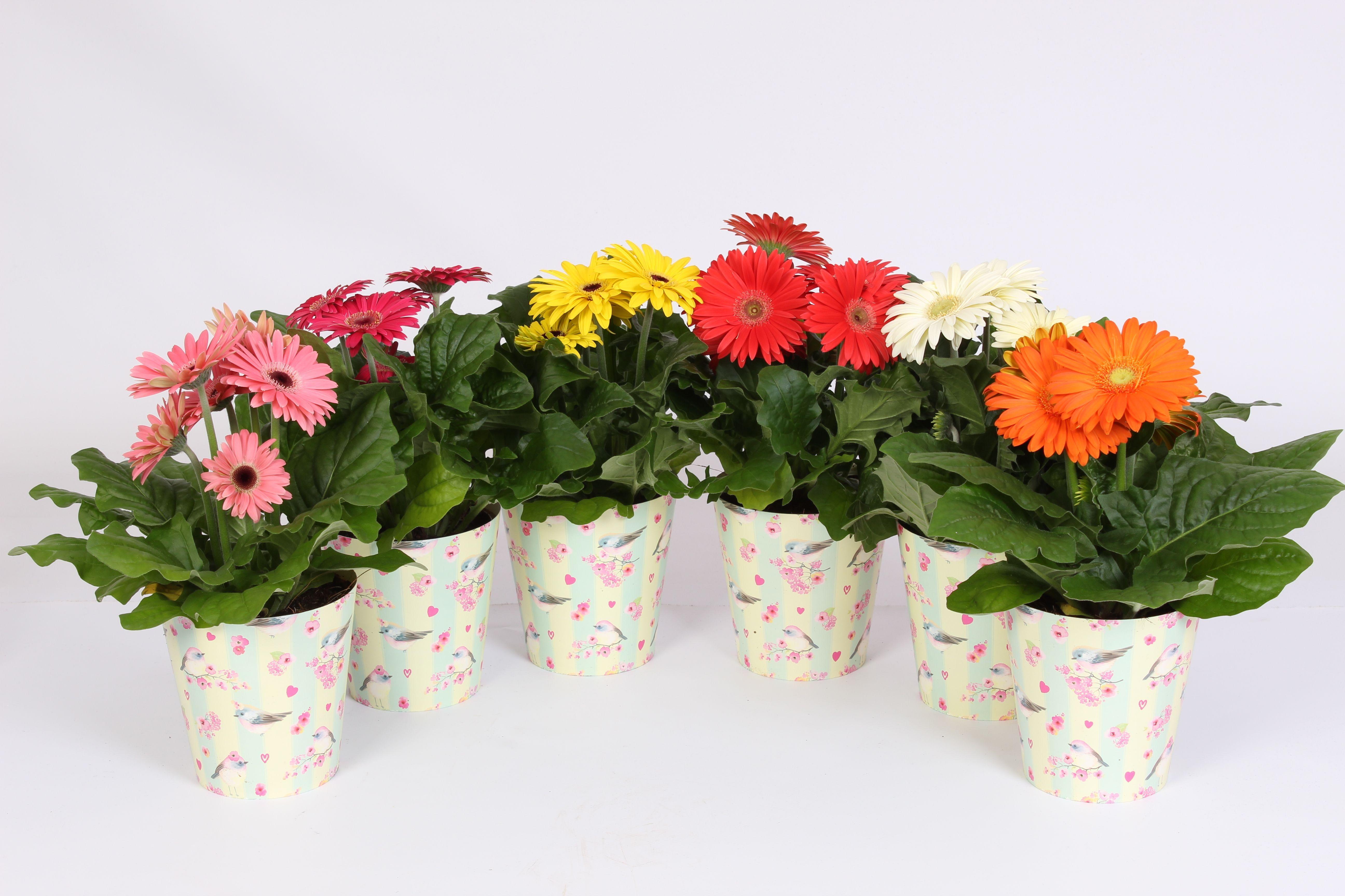 Горшечные цветы и растения оптом Gerbera Mix 2+ In Flower Heart Cup от 6шт (для телеги) из Голландии с доставкой по России