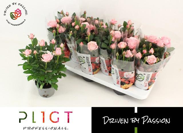 Горшечные цветы и растения оптом Ro Inf Princess от 12шт из Голландии с доставкой по России