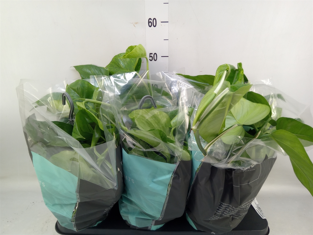 Горшечные цветы и растения оптом Epipremnum   ... от 6шт из Голландии с доставкой по России