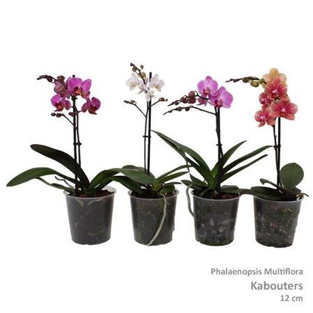 Горшечные цветы и растения оптом Phal Multi 1-2st Mix Kabouter 6+ (pannekoek) от 10шт из Голландии с доставкой по России Горшечные цветы и растения оптом Phal Multi 1-2st Mix Kabouter 6+ (pannekoek) от 10шт из Голландии с доставкой по России