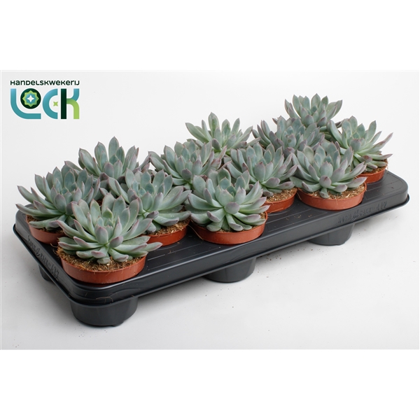 Горшечные цветы и растения оптом Echeveria Pelisuda от 9шт из Голландии с доставкой по России