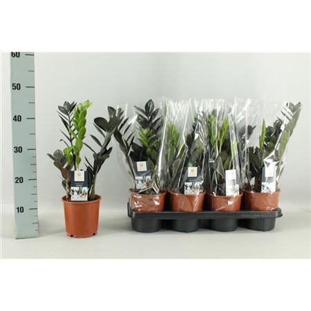 Горшечные цветы и растения оптом Zamioculcas Raven 3+ от 7шт из Голландии с доставкой по России