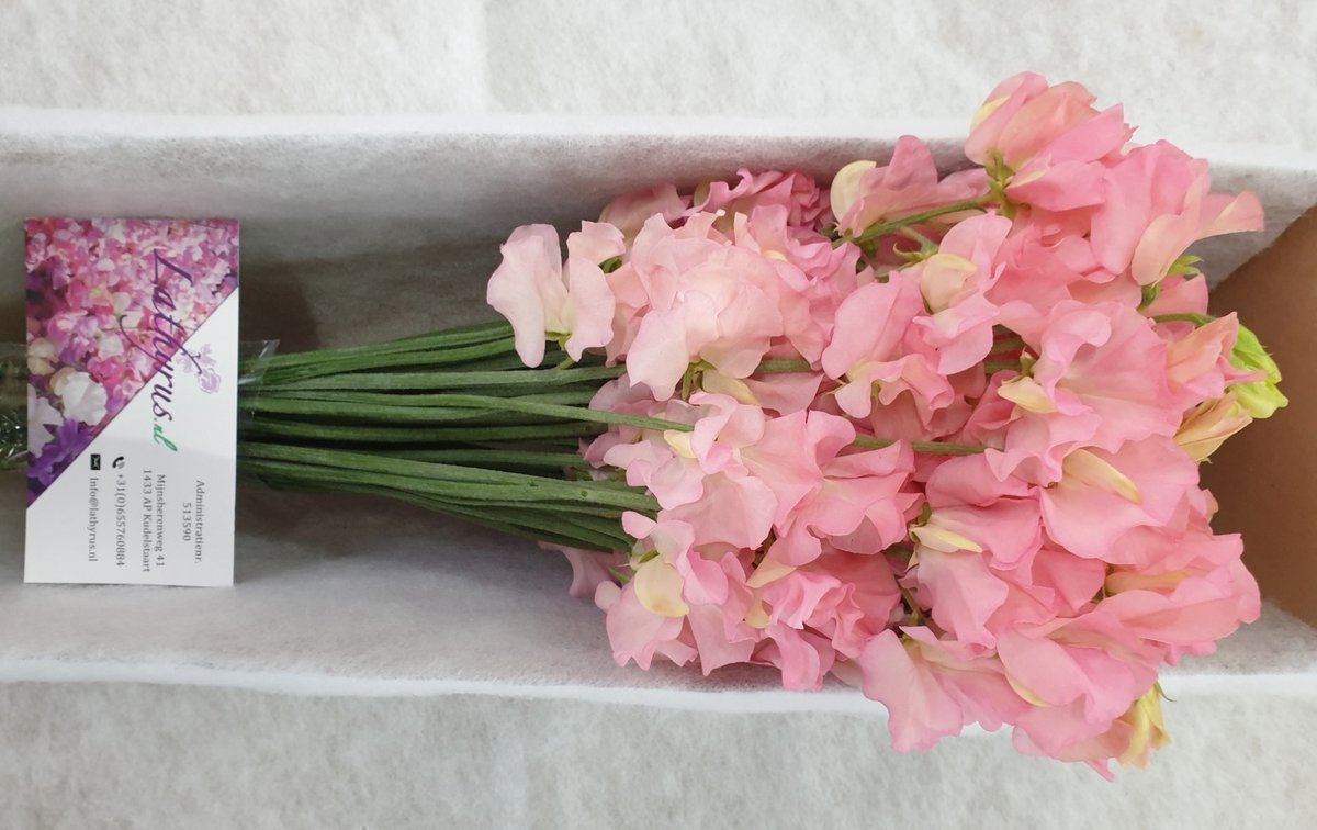 Срезанные цветы оптом Lathyrus perfume salmon от 30шт из Голландии с доставкой по России