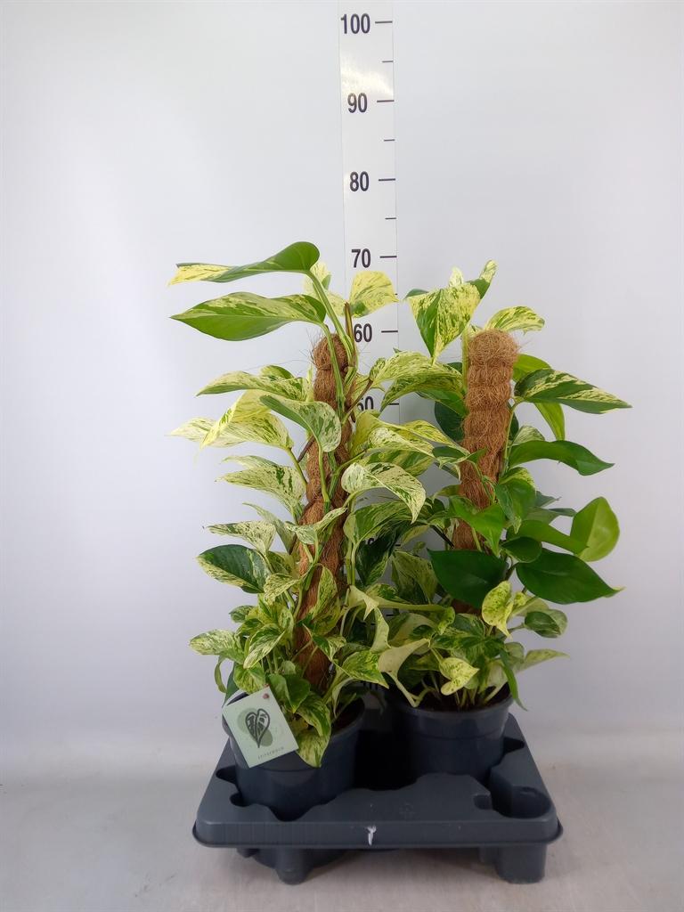 Горшечные цветы и растения оптом Epipremnum   ... от 2шт из Голландии с доставкой по России