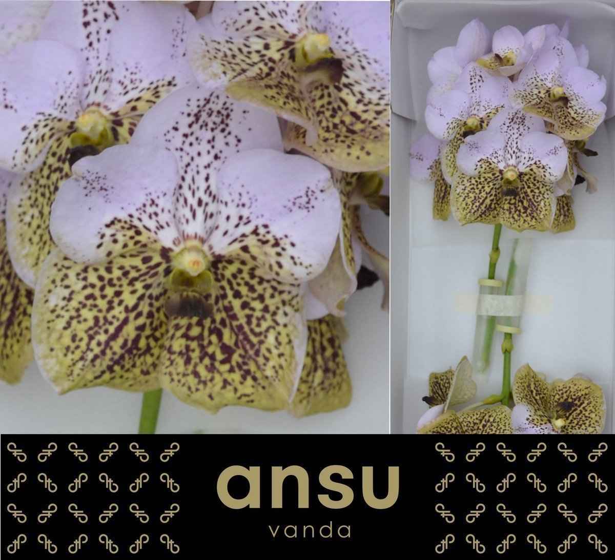 Срезанные цветы оптом Vanda divana seashell honey от 16шт из Голландии с доставкой по России