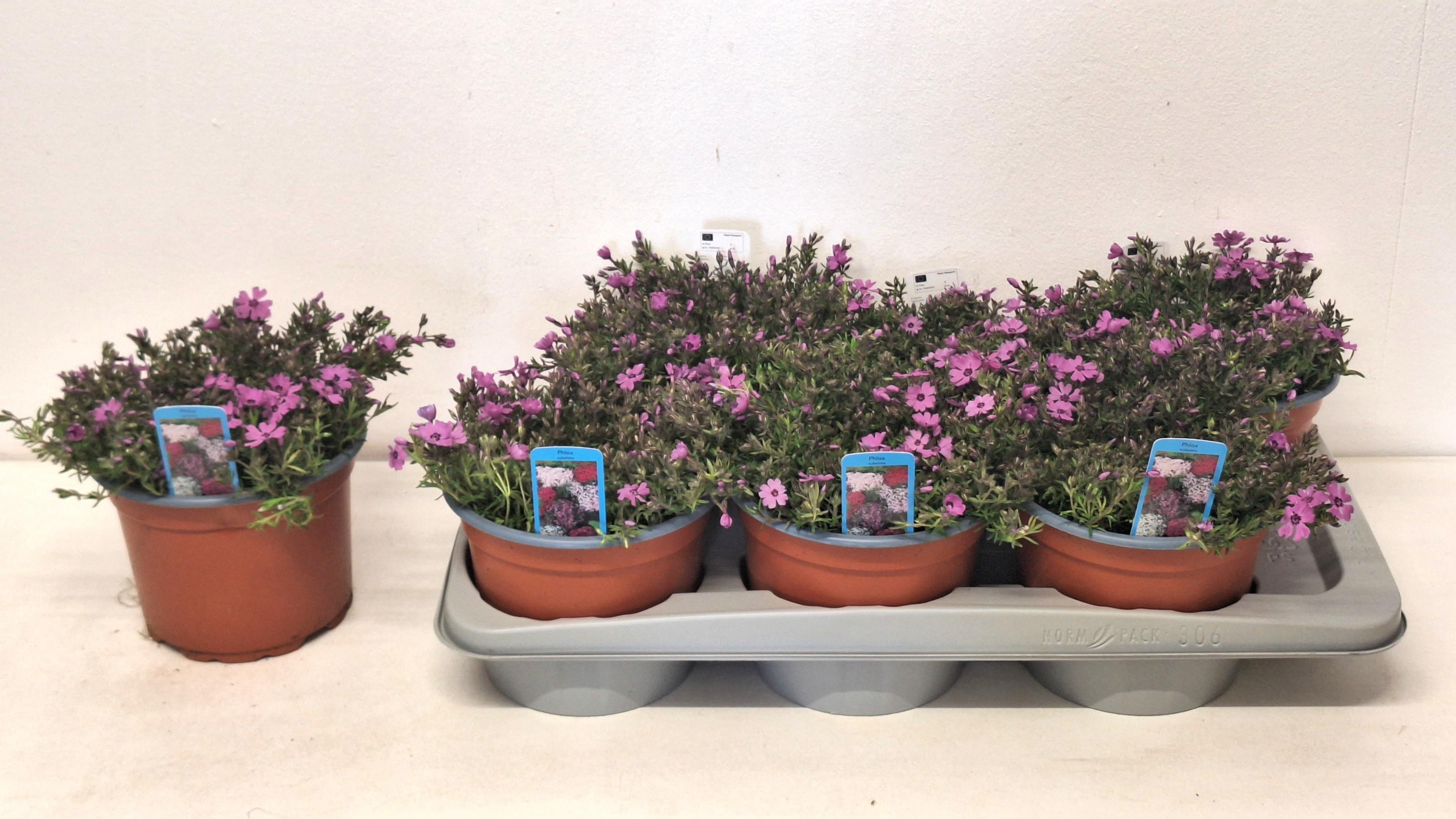 Горшечные цветы и растения оптом Phlox S Fab D Ros Ey от 6шт из Голландии с доставкой по России