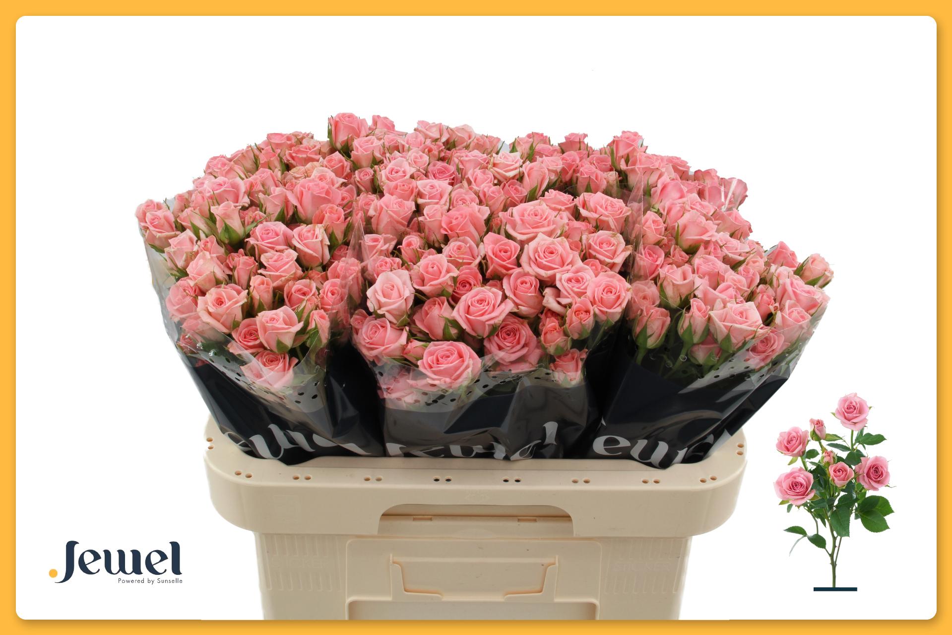 Срезанные цветы оптом Rosa spray odilia от 60шт из Голландии с доставкой по России