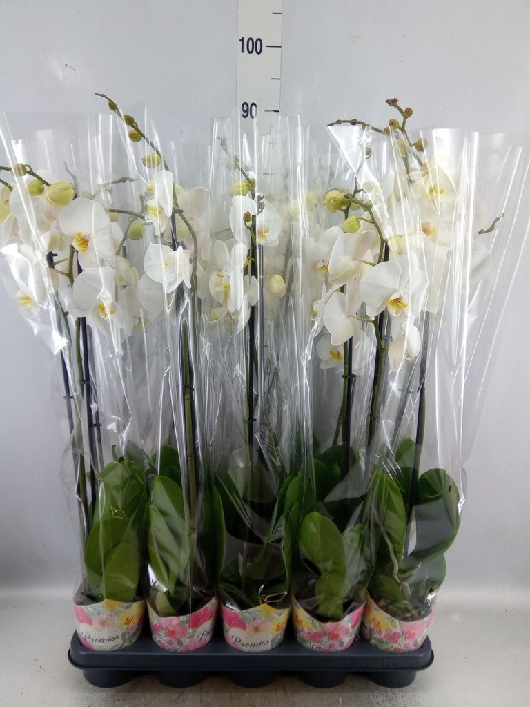 Горшечные цветы и растения оптом Phalaenopsis   ...white от 10шт из Голландии с доставкой по России